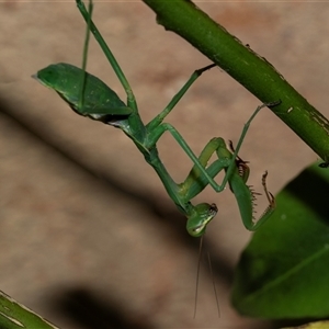 Pseudomantis albofimbriata at Higgins, ACT - 17 Feb 2025 by AlisonMilton