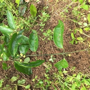 Coelospermum dasylobum at suppressed - suppressed