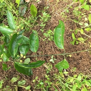 Coelospermum dasylobum at Bonnie Doon, QLD - suppressed