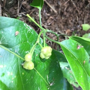 Coelospermum dasylobum at suppressed - suppressed