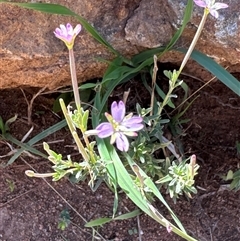 Epilobium billardiereanum subsp. cinereum (Hairy Willow Herb) at Cook, ACT - 18 Feb 2025 by Jubeyjubes