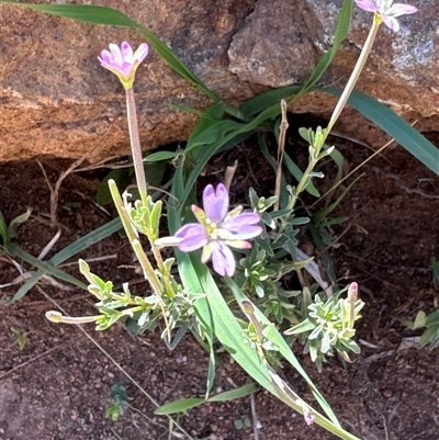 Epilobium billardiereanum subsp. cinereum (Hairy Willow Herb) at Cook, ACT - 18 Feb 2025 by Jubeyjubes