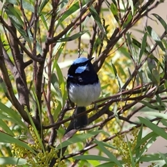 Malurus cyaneus (Superb Fairywren) at Macnamara, ACT - 23 Aug 2024 by TimL