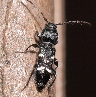 Ipomoria tillides (A clerid-mimicking longhorn beetle) at Yarralumla, ACT - 5 Dec 2024 by TimL