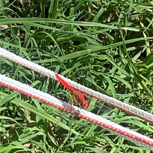 Diplacodes haematodes (Scarlet Percher) at Brownlow Hill, NSW - 18 Feb 2025 by elisebird