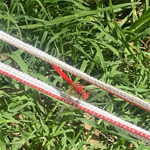 Diplacodes haematodes at Brownlow Hill, NSW - 18 Feb 2025 02:55 PM