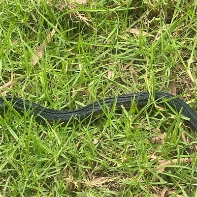 Pseudechis porphyriacus at Brownlow Hill, NSW - 18 Feb 2025 by elisebird