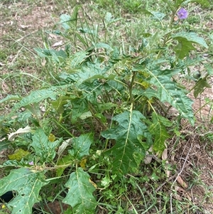Solanum cinereum at Brownlow Hill, NSW - 23 Jan 2025 10:58 AM