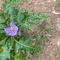 Solanum cinereum at Brownlow Hill, NSW - 23 Jan 2025 10:58 AM
