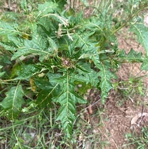 Solanum cinereum at Brownlow Hill, NSW - 23 Jan 2025 10:58 AM