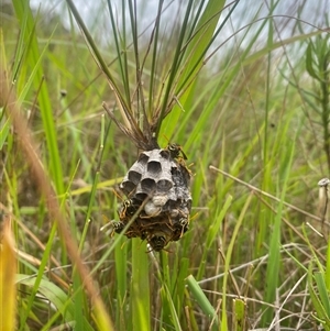 Polistes (Polistes) chinensis at Brownlow Hill, NSW - 23 Jan 2025 01:52 PM