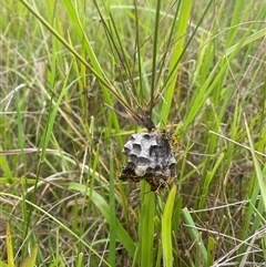 Polistes (Polistes) chinensis at Brownlow Hill, NSW - 23 Jan 2025 01:52 PM
