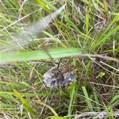 Polistes (Polistes) chinensis at Brownlow Hill, NSW - 23 Jan 2025 01:52 PM