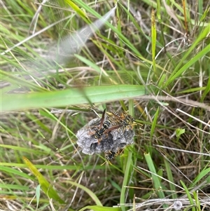 Polistes (Polistes) chinensis at Brownlow Hill, NSW - 23 Jan 2025 01:52 PM