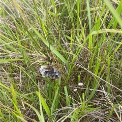 Polistes (Polistes) chinensis at Brownlow Hill, NSW - 23 Jan 2025 01:52 PM