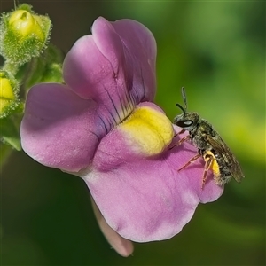 Lasioglossum (Homalictus) urbanum at Weston, ACT - 20 Feb 2025 12:54 PM