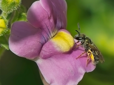 Lasioglossum (Homalictus) urbanum (Furrow Bee) at Weston, ACT - 20 Feb 2025 by Kenp12