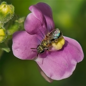 Lasioglossum (Homalictus) urbanum at Weston, ACT - 20 Feb 2025 12:54 PM