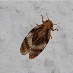 Dasypsylla brunnea (Lerp insect, psyllid) at Chapman, ACT - 20 Feb 2025 by HaukeKoch