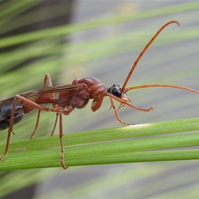 Myrmecia sp. (genus) (Bull ant or Jack Jumper) at Acton, ACT - 19 Feb 2025 by HelenCross