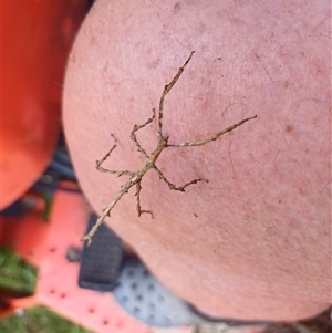 Unidentified Stick insect (Phasmatodea) at The Whiteman, NSW - 19 Feb 2025 by geoffcrispin