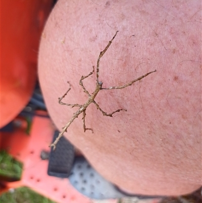 Unidentified Stick insect (Phasmatodea) at The Whiteman, NSW - 19 Feb 2025 by geoffcrispin