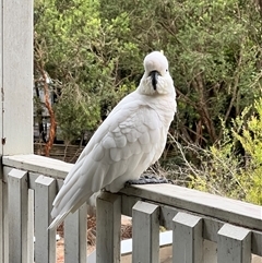 Cacatua galerita (Sulphur-crested Cockatoo) at North Ryde, NSW - 20 Feb 2025 by JimL