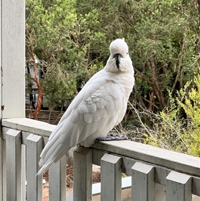 Cacatua galerita (Sulphur-crested Cockatoo) at North Ryde, NSW - 20 Feb 2025 by JimL