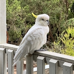 Cacatua galerita at North Ryde, NSW - suppressed