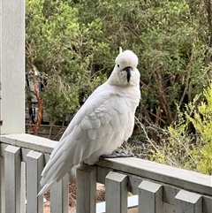 Cacatua galerita at North Ryde, NSW - suppressed