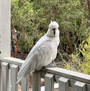 Cacatua galerita at North Ryde, NSW - suppressed