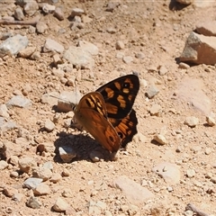 Heteronympha penelope (Shouldered Brown) at Uriarra Village, ACT - 4 Feb 2025 by RAllen