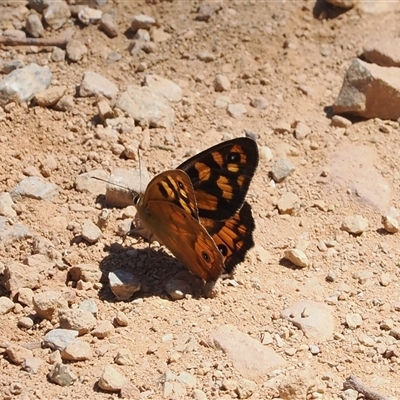 Heteronympha penelope (Shouldered Brown) at Uriarra Village, ACT - 4 Feb 2025 by RAllen