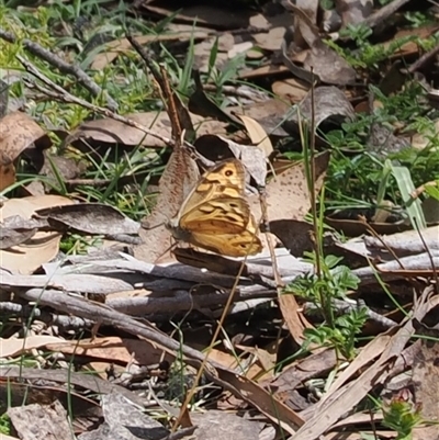 Heteronympha merope (Common Brown Butterfly) at Brindabella, ACT - 4 Feb 2025 by RAllen