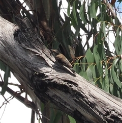 Climacteris erythrops (Red-browed Treecreeper) at Cotter River, ACT - 4 Feb 2025 by RAllen