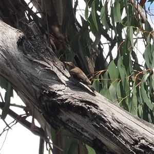 Climacteris erythrops (Red-browed Treecreeper) at Cotter River, ACT - 4 Feb 2025 by RAllen