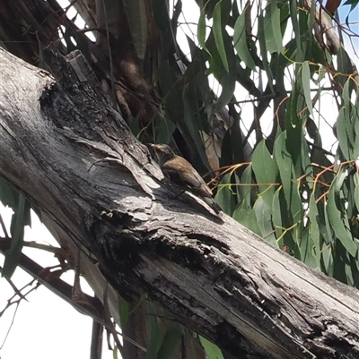 Climacteris erythrops (Red-browed Treecreeper) at Cotter River, ACT - 4 Feb 2025 by RAllen