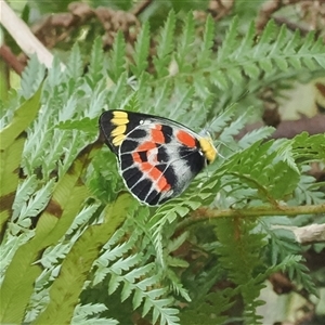 Delias harpalyce (Imperial Jezebel) at Cotter River, ACT - 4 Feb 2025 by RAllen