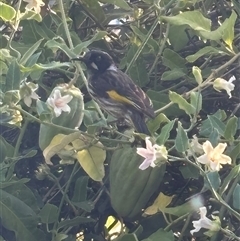 Phylidonyris novaehollandiae (New Holland Honeyeater) at Reservoir, VIC - 19 Feb 2025 by Segrare