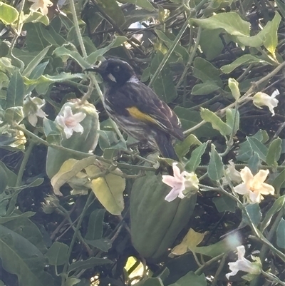 Phylidonyris novaehollandiae (New Holland Honeyeater) at Reservoir, VIC - 19 Feb 2025 by Segrare