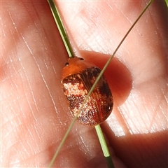 Paropsis aspera at Kambah, ACT - 21 Feb 2025 10:18 AM