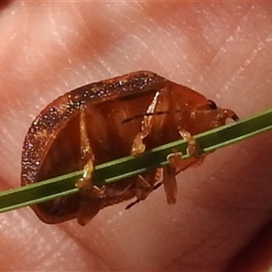 Paropsis aspera at Kambah, ACT - 21 Feb 2025 10:18 AM