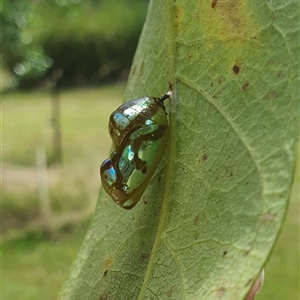 Euploea corinna at Mororo, NSW - 21 Feb 2025 01:44 PM