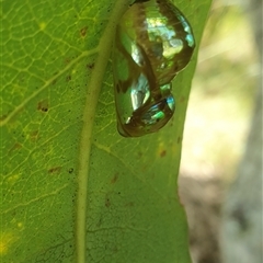 Euploea corinna at Mororo, NSW - 21 Feb 2025 01:44 PM