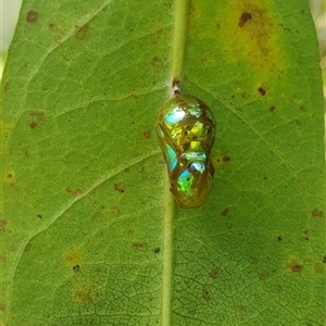 Euploea corinna at Mororo, NSW - 21 Feb 2025 01:44 PM