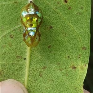 Euploea corinna at Mororo, NSW - 21 Feb 2025 01:44 PM