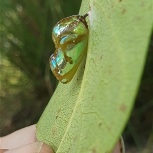 Euploea corinna at Mororo, NSW - 21 Feb 2025 01:44 PM