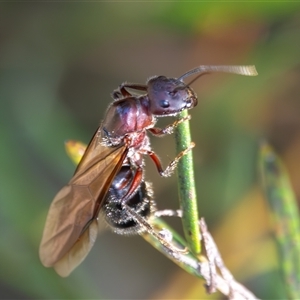 Camponotus intrepidus (Flumed Sugar Ant) at Bargo, NSW - 2 Dec 2024 by Snows