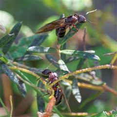 Camponotus intrepidus at Bargo, NSW - 2 Dec 2024 03:46 PM