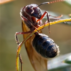 Camponotus intrepidus at Bargo, NSW - 2 Dec 2024 03:46 PM